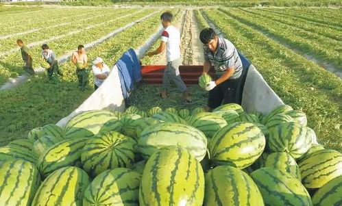 网红大瓜图片 911最新事件爆料